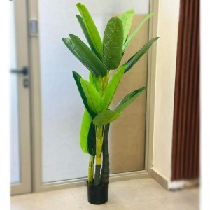 قوار ورد شجر موز قوار اسود ارتفاع 150 NH-12 قوار ورد شجر موز قوار اسود ارتفاع 150 NH-12